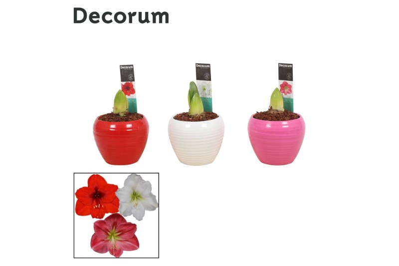 Hippeastrum Amaryllis Mix 2 Knop in Ompot Melanie (Decorum) 2 tak/plnt Hippeastrum Amaryllis Mix 2 Knop in Ompot Melanie (Decorum) 2 tak/plnt