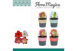 Hippeastrum Amaryllis Mix 2 knop in Potkraag 2 tak/plnt