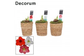 Hippeastrum Amaryllis Mix 2 Knop in Ruby (Decorum) 2 tak/plnt