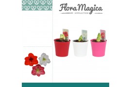 Hippeastrum Amaryllis Mix 2 Knop Plastic ompot Linge 2 tak/plnt