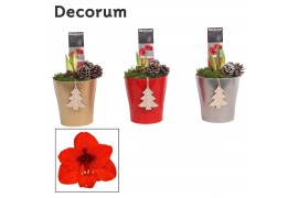 Hippeastrum Amaryllis Rood 2 Knop Amy KERST (Decorum) 2 tak/plnt