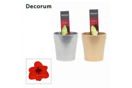 Hippeastrum Amaryllis Rood 2 Knop Amy KERST (Decorum) 2 tak/plnt