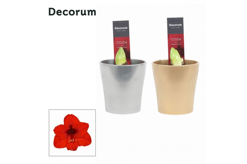 Hippeastrum Amaryllis Rood 2 Knop Amy KERST (Decorum) 2 tak/plnt Hippeastrum Amaryllis Rood 2 Knop Amy KERST (Decorum) 2 tak/plnt