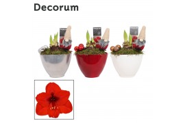 Hippeastrum Amaryllis Rood 2 Knop Faja KERST (Decorum) 2 tak/plnt
