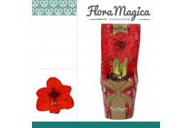 Hippeastrum Amaryllis Rood 2 Knop in FM Kersthoes 2 tak/plnt