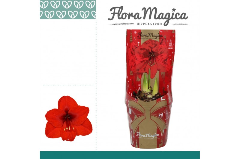 Hippeastrum Amaryllis Rood 2 Knop in FM Kersthoes 2 tak/plnt Hippeastrum Amaryllis Rood 2 Knop in FM Kersthoes 2 tak/plnt
