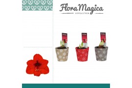 Hippeastrum Amaryllis Rood 2 Knop in Potcover Snowflake KERST 2 tak/pl