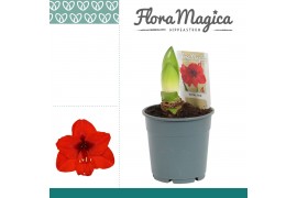 Hippeastrum Amaryllis Royal Red 2 Knop 2 tak/plnt