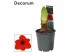 Hippeastrum Amaryllis Royal Red 2 knop Extra OP (Decorum) 2 tak/plnt 