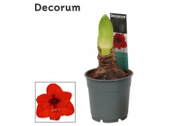 Hippeastrum Amaryllis Royal Red 2 knop Extra OP (Decorum) 2 tak/plnt