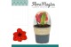 Hippeastrum Amaryllis Royal Red 2 knop in Potkraag 2 tak/plnt 