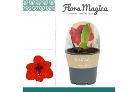 Hippeastrum Amaryllis Royal Red 2 knop in Potkraag 2 tak/plnt