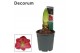 Hippeastrum Amaryllis Sweet Pink 2 knop Extra OP (Decorum) 2 tak/plnt 