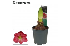 Hippeastrum Amaryllis Sweet Pink 2 knop Extra OP (Decorum) 2 tak/plnt