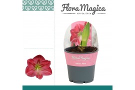 Hippeastrum Amaryllis Sweet Pink 2 knop in Potkraag 2 tak/plnt