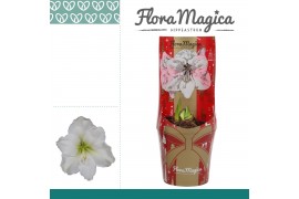 Hippeastrum Amaryllis Wit 2 Knop in FM Kersthoes 2 tak/plnt