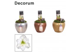 Hippeastrum Amaryllis Wit 2 Knop in Melanie KERST (Decorum) 2 tak/plnt