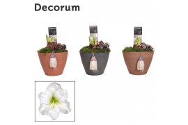 Hippeastrum Amaryllis Wit 2 Knop Kaja KERST (Decorum) 2 tak/plnt