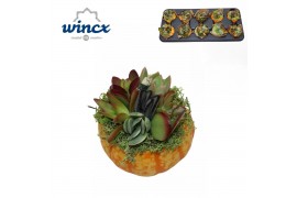 Arrangementen succulenten Pumpkin mix (S)