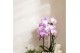 Phalaenopsis elegant cascade 2 tak niagara fall pink kolibri orchids 
