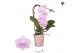 Phalaenopsis elegant cascade 1 tak niagara fall pink kolibri orchids 