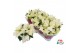 Euphorbia pul. alaska 6+ Bloem 