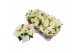 Euphorbia pul. alaska 6+ Bloem 
