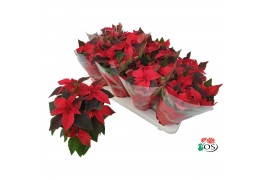 Euphorbia pul. princettia indian red 6+ Bloem