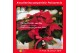 Euphorbia pul. mars 6+ Bloem, Zilver Glitter 