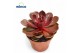 Echeveria perle von nurnberg red ruby 