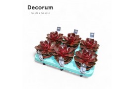 Echeveria perle von nurnberg red ruby (Decorum)