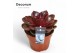 Echeveria perle von nurnberg red ruby (Decorum) 