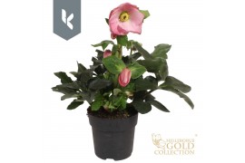 Helleborus Hgc Winter Ballet Kacy