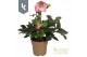Helleborus Hgc Winter Ballet Kacy Gouden pot 