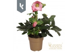 Helleborus Hgc Winter Ballet Kacy Gouden pot