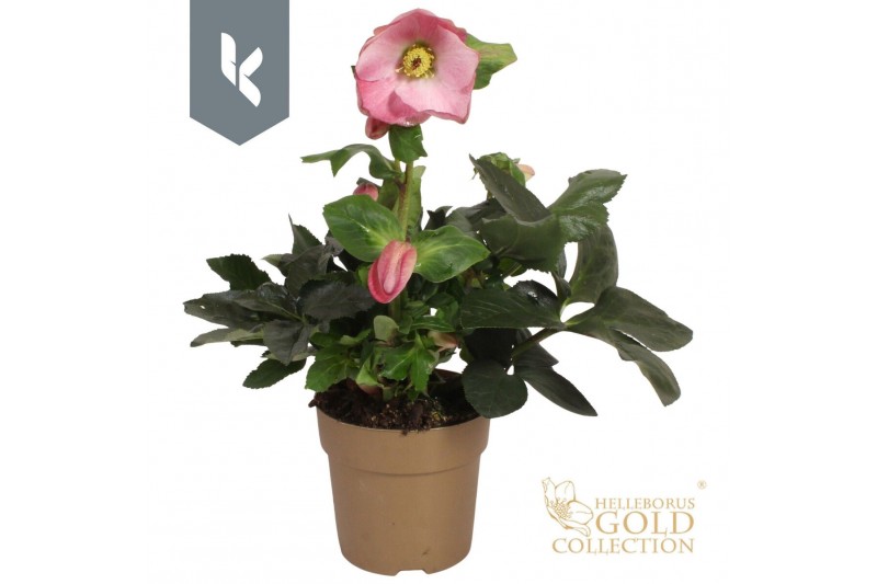 Helleborus Hgc Winter Ballet Kacy Gouden pot Helleborus Hgc Winter Ballet Kacy Gouden pot