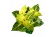 Iresine herbstii rich goldstar Decorum 