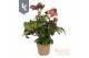 Helleborus hgc ice n roses early red Gouden pot 