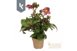 Helleborus hgc ice n roses early red Gouden pot