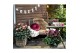 Helleborus hgc ice n roses early red Gouden pot 