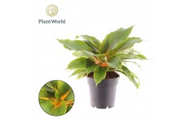 Chlorophytum green orange Chlorophytum Green Orange 6 pp