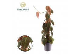 Epipremnum pinnatum hang Philodendron Micans mosstok overige  cm 1 pp
