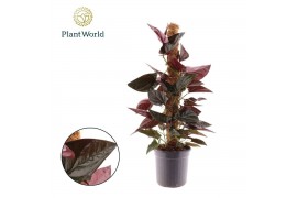 Epipremnum pinnatum hang Syngonium erythrophyllum Red Arrow mosstok ov