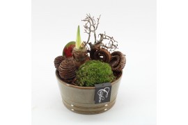 Arrangementen hippeastrum HACR-2507R Amaryllis Herfst 1 pp