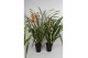 Cymbidium Cymbidium 14 cm 2 tak,1 tak/plnt,1 tak/plnt,1 tak/plnt 
