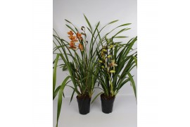 Cymbidium Cymbidium 14 cm 2 tak,1 tak/plnt,1 tak/plnt,1 tak/plnt