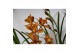 Cymbidium Cymbidium 14 cm 2 tak,1 tak/plnt,1 tak/plnt,1 tak/plnt 