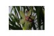 Cymbidium Cymbidium 14 cm 2 tak,1 tak/plnt,1 tak/plnt,1 tak/plnt 