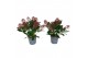 Skimmia japonica rubella 8+ Bloem 