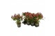 Skimmia japonica rubella 8+ Bloem 